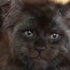 Odam qiyofasidagii mushuk Internet foydalanuvchilarini vahimaga soldi (Video)