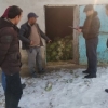 Bekobodda 7,5 mln so‘mlik poliz ekinlarini o‘g‘irlagan shaxslar ushlandi
