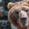 Kamchatkada ayiq shahar bozoriga kirib ketdi (video)