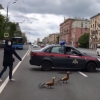 Москвада ўрдаклар ўтиб олиши учун катта проспектни тўсиб қўйишди (видео)