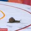 Buyuk Britaniyada shilliqqurtlar o‘rtasida poyga o‘tkazildi (video)