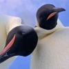 Antarktidada pingvinlar kamera topib oldi va selfi-videoga tushdi (video)