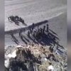 Интернетда хитойлик ва ҳиндистонлик аскарлар ўртасидаги оммавий муштлашув видеоси пайдо бўлди