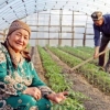 Vaqtincha ishsizlarga tomorqadan foydalanish uchun subsidiyalar ajratiladi