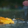 Эртага ва индинга қандай об-ҳаво кутилмоқда