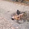 Toshkentda poyezd ustiga chiqqan bolani 27 ming voltli tok urdi