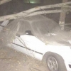 Kecha Toshkentda kuchli shamol keltirgan talofatlar (Foto)