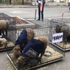 «Новая газета» таҳририятига тирик қўйларни ташлаб кетишди