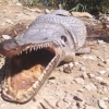 Kiprdagi suv ombori qirg‘og‘ida alligatorga o‘xshash g‘ayrioddiy mavjudot paydo bo‘ldi