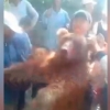 Qashqadaryoda bir guruh shaxslar qo‘ng‘ir ayiqni o‘lasi qilib do‘pposladi (video)