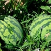 Қашқадарёда тарвуз пишишига 10 кун қолди