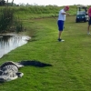 Florida shtatidagi golf maydonlarining birida alligator va piton kurashi kuzatildi