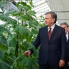 Prezident muboraklik tadbirkorning antiqa tajribasi bilan tanishdi (foto)