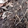 Dunyodagi eng mitti ilon topildi