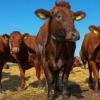 2019 yildan Oltoy o‘lkasi O‘zbekistonga chorva mollarini yetkazib beradi