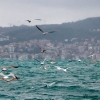 Turkiya Bosfor ko‘rfazini yopib qo‘ydi