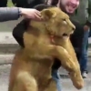 Samarqandda sher bolasi topib olingani haqidagi xabarga munosabat bildirildi (video)
