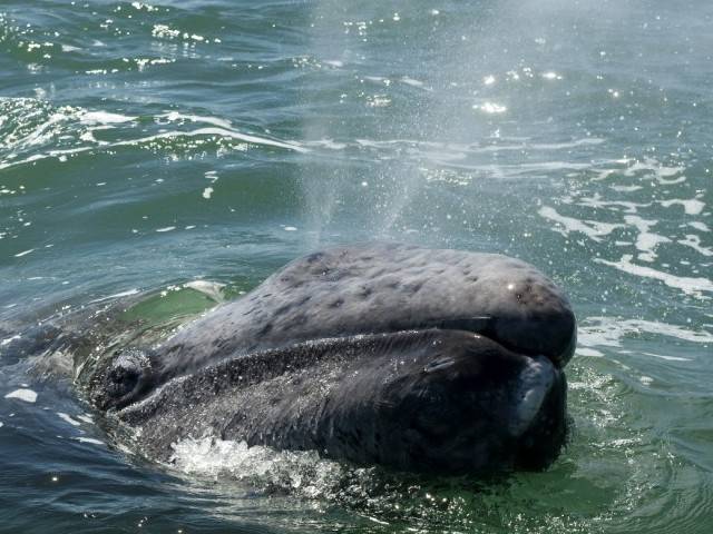 Мексикада канадалик сайёҳларга кит ҳужум қилди