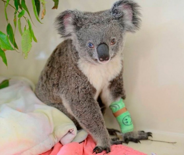Ikki xil ko‘zli koala