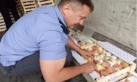"Россельхознадзор" Ўзбекистонга 18 тонна мевани қайтариб юборди