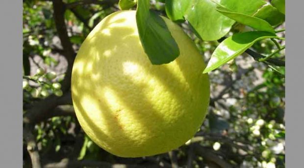 Ўзбек олими 3 килограммлик лимон етиштирди
