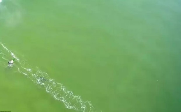 Австралияда сёрфчи одамхўр акула таъқибидан омон қолди (Видео)