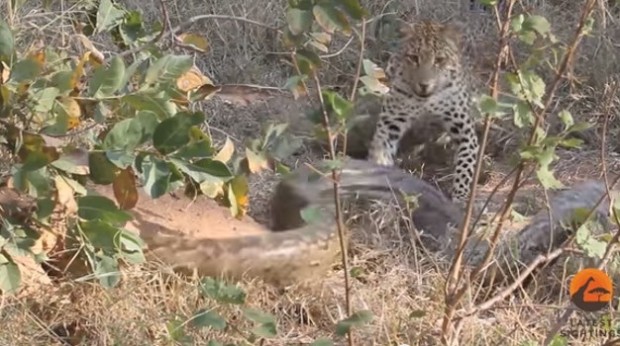 Leopard va ulkan piton o‘rtasidagi "o‘lim jangi"ni tomosha qiling (Video)