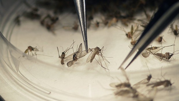 Zika virusiga qarshi yana bir vaksina ishlab chiqildi
