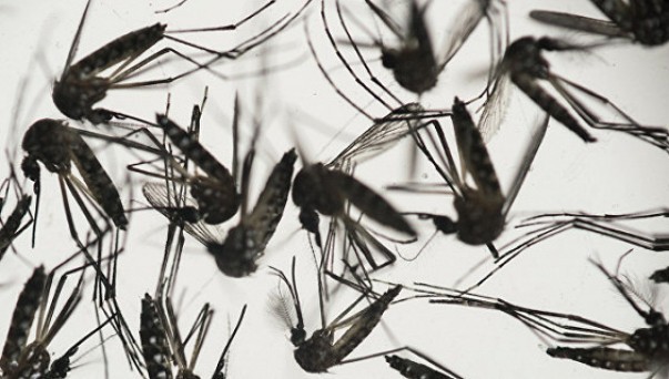 Zika virusi qaysi davlatlarda tarqalmoqda?