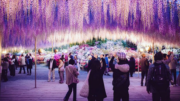 Yaponiyada mo‘’jizaviy gullaydigan daraxt festivali o‘tkaziladi