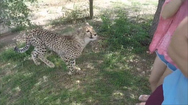 Xitoylik sayyoh gepard hamlasidan arang qutulib qoldi (video)