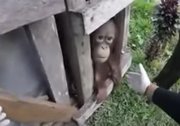 Индонезияда 2 йил давомида ёғоч қутида сақланган орангутан озод қилинди