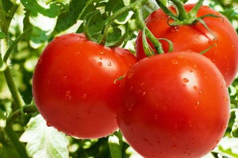 O‘zimizning pomidordan qo‘ymasin! «Tashkentskiy» deb emas, «Uzbekskiy» deb yozib qo‘ying