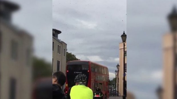Лондонда арилар тўдаси транспорт ҳаракатини тўхтатиб қўйди (видео)