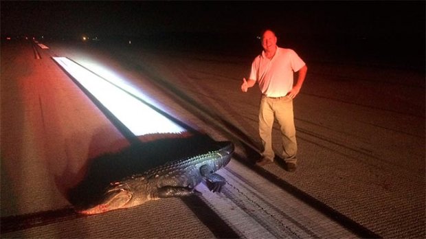 ​Floridada alligator samolyot bilan to‘qnashdi