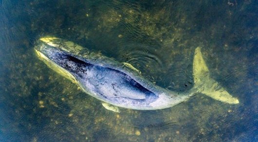 Россияда дарё этагига тиқилиб қолган кит денгизга қайтарилди (Видео)