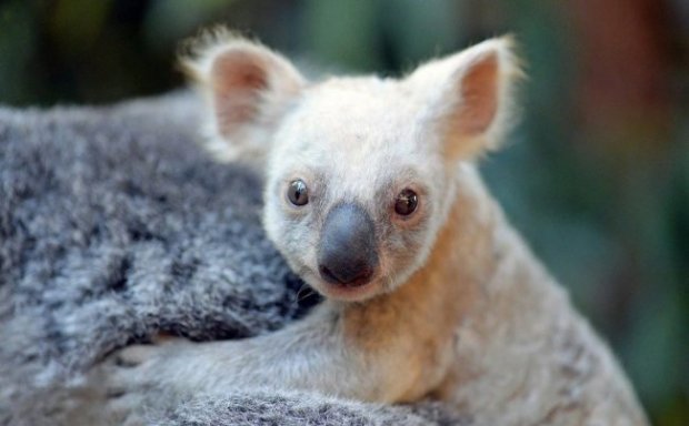 Oq koala ijtimoiy tarmoqlarda sensasiyaga aylandi