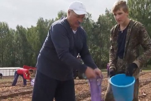 Лукашенко картошка ҳосилини йиғишга ёрдам берди (видео)