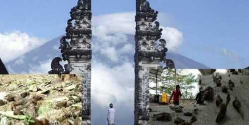 Indoneziyaning Bali orolida g‘alati manzara kuzatildi. Qushlar ommaviy tarzda yerga qulab tusha boshladi…