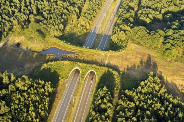 Келажак айнан Голландиядан бошланишини кўрсатувчи асосли сабаблар (фото)