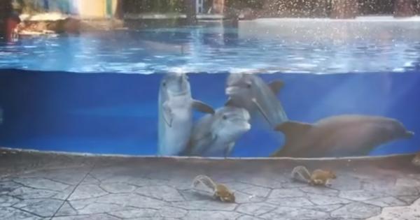 Видео: Дельфинлар “меҳмонга” келган олмахонлардан таажжубга тушишди