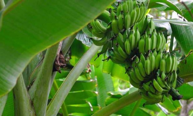 Бананнинг қандай етиштирилишини биласизми? (Видео)