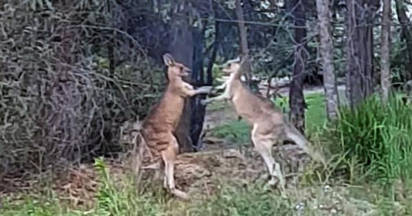 Erkak bir-biri bilan urishayotgan ikki kenguruni “uyaltirdi” (video)