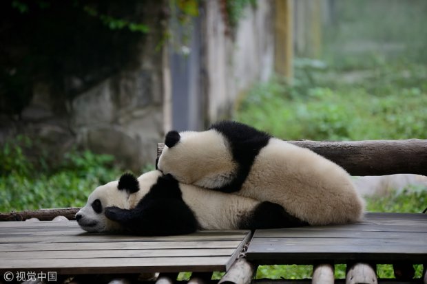 Видео: Дарахтдан қулаган панда бошқа икки пандани қўрқитиб юборди