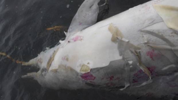Рио-де-Жанейро қирғоқларида 80 нафар дельфин сирли равишда ҳалок бўлди 