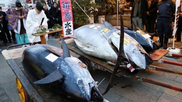 Японияда тунец балиғи 323 минг долларга сотилди