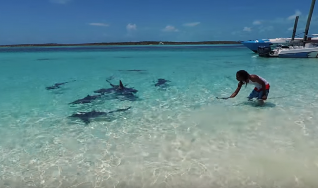 Дрон эгаси 4 ёшли болани акулалар ҳужумидан қутқариб қолди (видео)