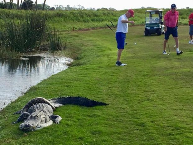 Флорида штатидаги гольф майдонларининг бирида аллигатор ва питон кураши кузатилди