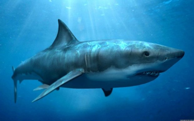 Орол денгизида акула бўлганми?