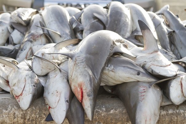 Мексика шосселарининг бирида 300 та акула жасади топилди